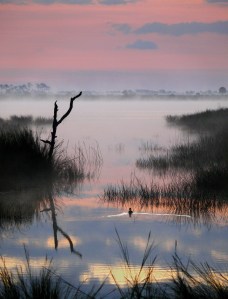 Duck at Dawn 13x17V-2009_02-P1560408