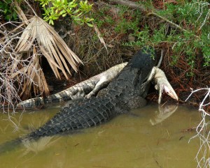 Gator Eat Gator 8x10H BORDERLESS-216