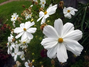Beautiful flowers and gardens are everywhere we've been so far, placed and maintained both by the people and by their local governments.