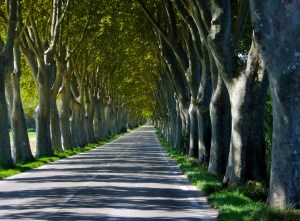 Every road in Provence leads to a new wonder. Plane trees near Saint-Rémy-de-Provence make the road a magical tunnel.