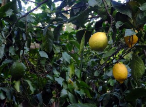 The scents of the blossoms were lovely and the fruit was ripe and delicious. Our host makes and sells bottles of limoncello, a delicious liqueur and local specialty. We enjoyed more than one bottle!