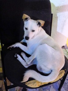 Waiting at the Pompeii Scavi station for the Circumvesuviana to take us back to Sorrento, we made a new friend.
