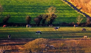 I often wandered on foot or by car in search of interesting things to photograph. This horse farm lies just outside of Kinsale.