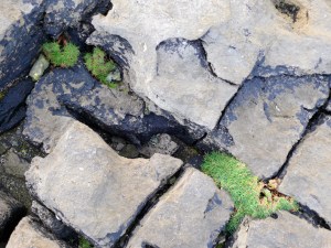 Even here, life seems to find a way to soften the desolate landscape...