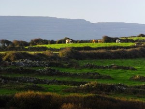 ...and the tenacious Irish have always found a way to eke a living out of even the most inhospitable regions.