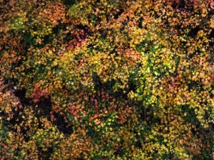 The leaves on the trees were turning from green to a thousand shades of red and gold.