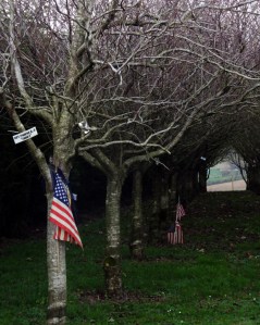 Ms. Murphy had emigrated to New York some 40 years earlier. As a nurse in lower Manhattan she had come to know many of the area firefighters and wanted the world to remember them. She dedicated a portion of her property in Kinsale to them and planted a tree for each of the fallen. Now visitors and family members come to honor their sacrifice.