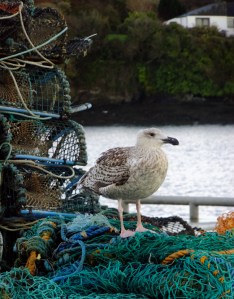 The gulls were fat and plentiful.