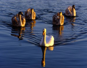 As were the swans. Here a mother escorts her cygnets.