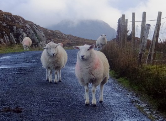 While driving the Wild Atlantic Way in Connemara, we were reminded that there's one traffic law a driver must remember in rural Ireland: Sheep always have the right of way!
