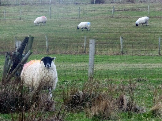 Whether they are naturally friendly, or just hoping for a handout, the sheep always seem to notice the humans who stop to watch them. 
