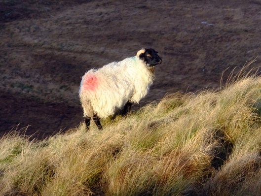 Since they wander so freely, their wooly coats are dyed in their owner's distictive colors to identify them when it's time for shearing or marketing.
