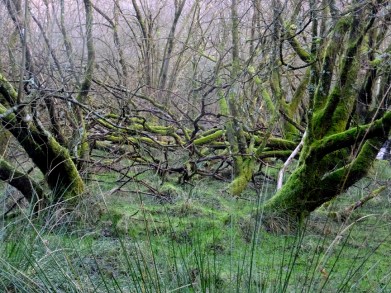 The trees seemed ancient.