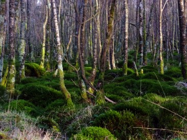 Despite the altitude, even in January, with leaves gone for the winter, much of the valley was covered in lush growth. 