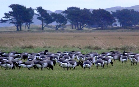 Portmarnock borders an area of flat land lying between Dublin and the harbor at Howth. In ancient times, this land was called Moy-Ealta-Edar, or "the Plain of the Bird Flocks of Edar," a legendary hero. 