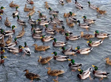The Plain of Bird Flocks is aptly named. Click this photo to watch a short (about 40 seconds) video of Sarah feeding a flock of ducks here. 