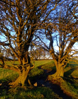 Ancient, twisted trees stand on the Hill of Tara. Legend has it that these are among Ireland's magical "fairy trees."