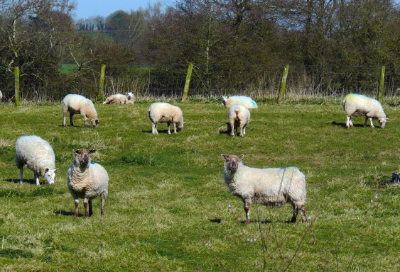 Sheep-13x19-P1970612